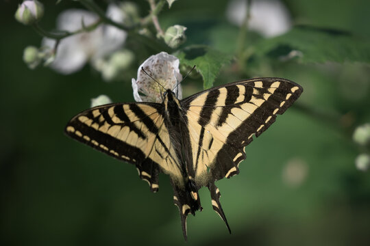 View of a yellow and black swallowtail butterfly resting on a white flower with green leaves in the background in Costa Rica.