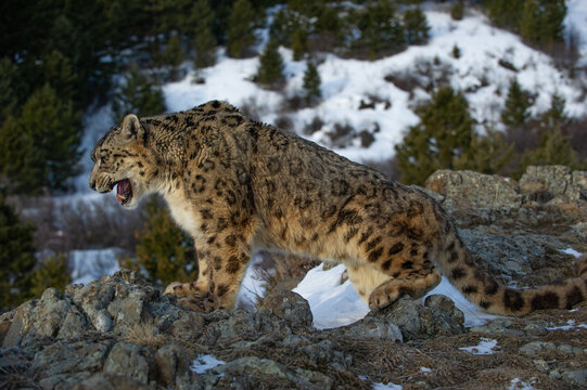 View of a snow leopard standing on rocky terrain with snow and pine trees in the background in USA.