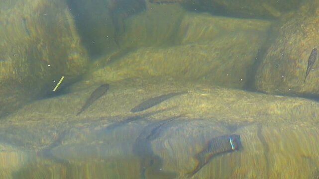 Close up shot of small freshwater fish swimming in shallow clear water over a stony bottom pebble riverbed with ripples and gentle waves on the surface caused by wind on a sunny day
