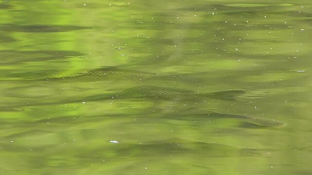 Close up shot of freshwater carp fish swimming at the surface of a green water lake gasping for air and oxygen on a sunny day due to low dissolved oxygen levels in the pond ecosystem
