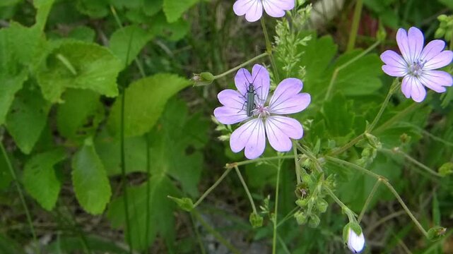 Beautiful pink flower with beetle waving in wind with birds sound