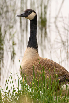 Canada goose (Branta canadensis), Ankeny National Wildlife Refuge, Oregon