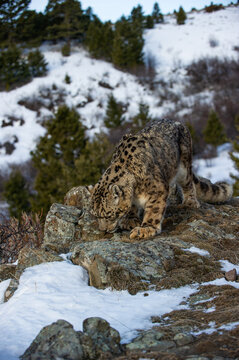 View of a captive snow leopard standing on rocky, snow-covered ground with evergreen trees in the background, USA.