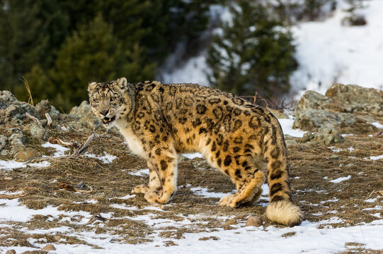 View of a snow leopard standing on rocky, snow-covered ground with sparse vegetation in the background in USA.