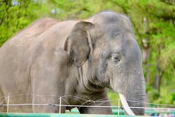 Asian elephant profile portrait with tusk outdoors in sanctuary © Kamil