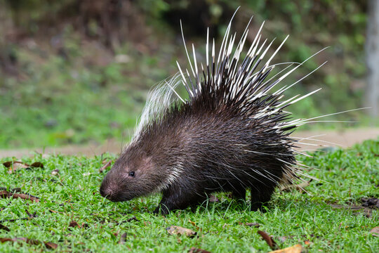 Large porcupine (Malayan Porcupine) on green glass in the forest.Wildlife photography in the nature jungle woods.