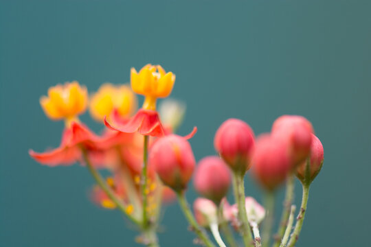 View of vibrant orange and red tropical milkweed flowers with delicate petals and unopened buds against a soft green background in Puerto Jimenez, Puntarenas Province, Costa Rica.