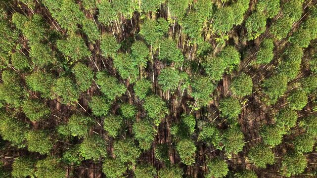 Aerial view of a dense eucalyptus plantation farm with rows of green trees and shadows cast on the ground in Brazil.