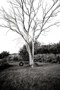 Glenville, Canada - September 19, 2026: A leafless tree stands on the landscaped grounds of Glenora Inn & Distillery on Cape Breton Island, Nova Scotia.