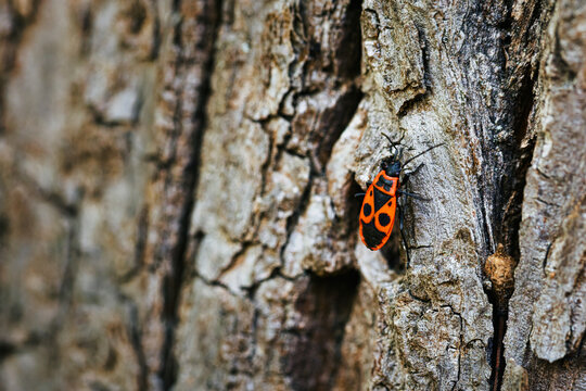 Macro shot of a red firebug, Pyrrhocoris apterus, crawling on textured tree bark in spring.