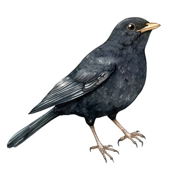 Blackbird, realistic watercolor illustration vector, isolated on a white background.