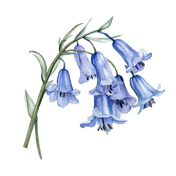 Bluebell Flower, artistic watercolor illustration vector, isolated on a white background.