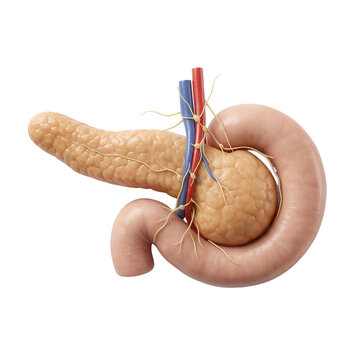 Realistic human pancreas anatomical model, detailed pancreatic structure, 3D medical illustration, isolated clean composition, realistic tissue texture, soft professional lighting, healthcare educatio