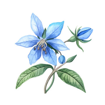 Hand-drawn watercolor artwork of Borage Flower, vector, isolated on a white background.