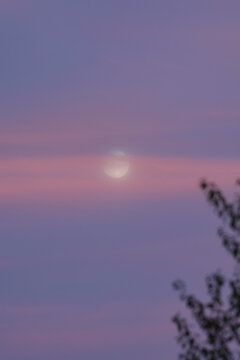 Lune des moissons lumineuse qui se d&eacute;coupe dans un ciel aux nuances roses et violettes du cr&eacute;puscule, voil&eacute;e par de fins nuages et encadr&eacute;e par la silhouette floue de la v&eacute;g&eacute;tation.   