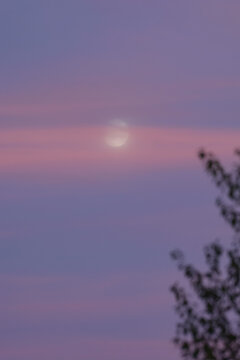 Lune des moissons lumineuse qui se d&eacute;coupe dans un ciel aux nuances roses et violettes du cr&eacute;puscule, voil&eacute;e par de fins nuages et encadr&eacute;e par la silhouette floue de la v&eacute;g&eacute;tation.   