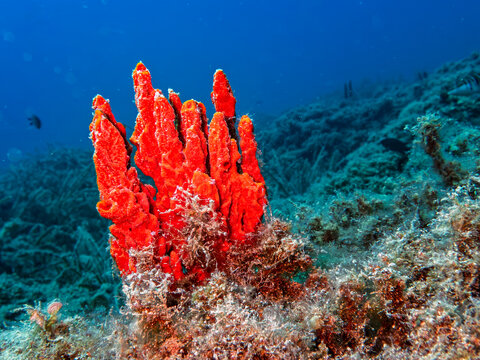 Vibrant orange sea sponge standing out on a green seagrass and rocky seabed