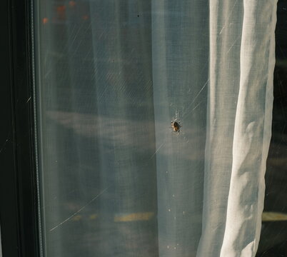 a spider in a web in front of a window