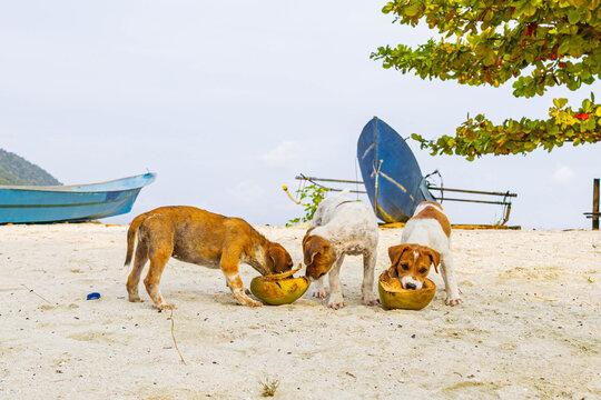 Small dogs eat the coconut on the beach