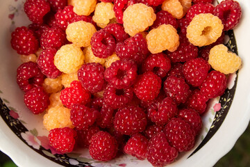 a full bowl of ripe red and yellow raspberries © Victoriya Bulyha