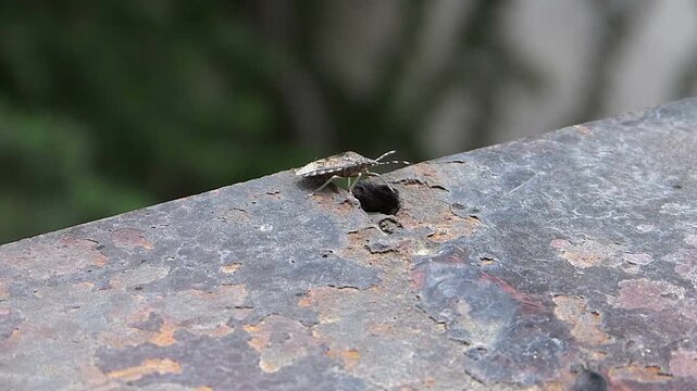 Close up shot of a stink bug walking and moving its antennae on an old rusty metal sheet outdoors
