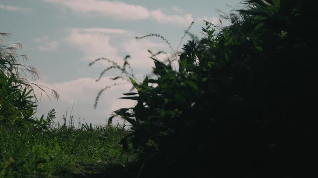 Low-angle close-up of windblown pampas grass along a cut-through road
