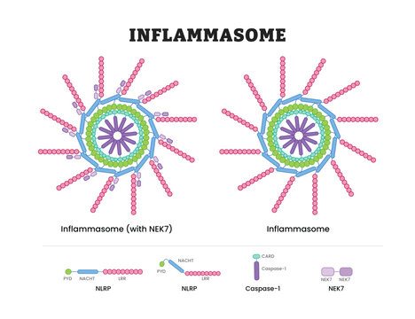 Inflammasome Structure Labeled Diagram, Educational Immunology Poster Design Healthcare Scheme, Molecular Assembly and Innate Immune Signaling. Inflammasome  NEK7, Inflammasome, NLRP, CARD, Caspase