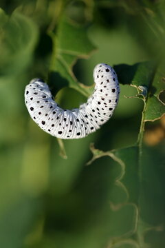 Larve der Braunwurzblattwespe (Tenthredo scrophulariae)