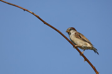 Spatz (Haussperling) auf einem Ast © Martina Berg