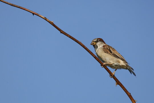 Spatz (Haussperling) auf einem Ast
