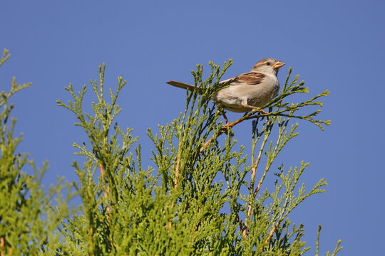 Spatz (Haussperling) auf einer Konifere