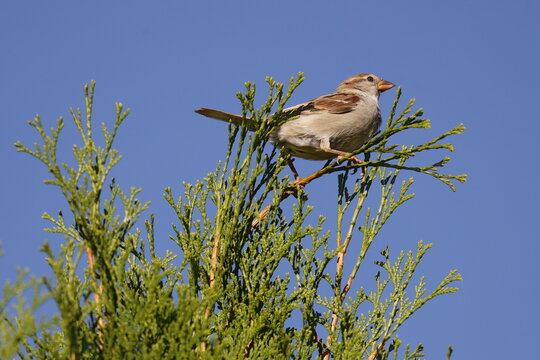 Spatz (Haussperling) auf einer Konifere
