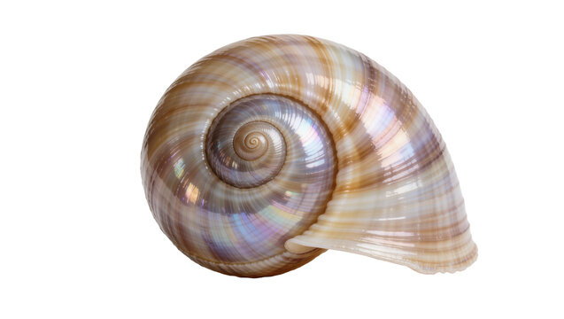 Iridescent spiral seashell with pearly sheen, isolated on transparent background