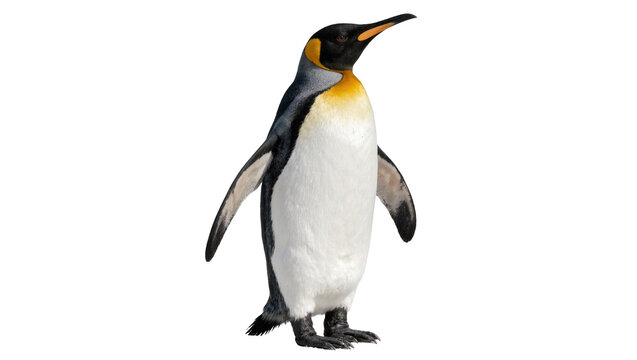 Majestic king penguin standing upright, isolated on transparent background