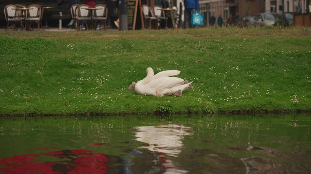 White mute swan Cygnus olor with cygnets resting on green grass near canal bank in Netherlands. Mute swan mother with small cygnets lying on grassy lawn by water with reflection under soft daylight