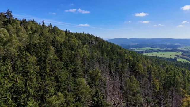 Aerial Drone Flyover of Dead Ponderosa Pine Forest in Black Hills SD