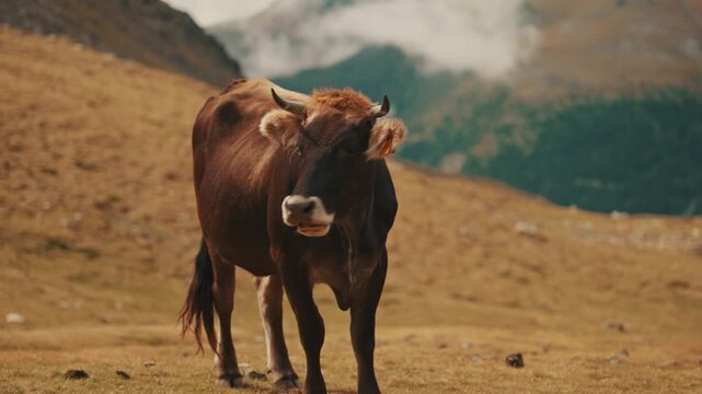 Domestic cow standing on high altitude mountain meadow in Vall de Nuria Spain, pastoral landscape b-roll. Close-up of cattle Bos taurus standing on alpine slope against blurry mountain peak