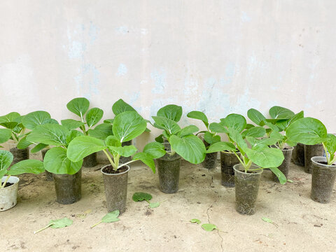 Cruciferous Plants Growing in Recycling Plastic Glasses Waste