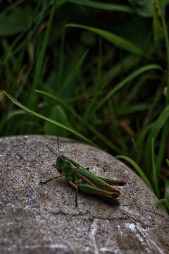 grasshopper
