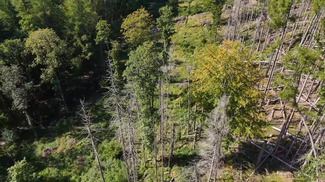 Aerial Drone Flyover of Dead Ponderosa Pine Forest in Black Hills SD