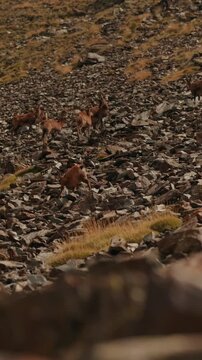 Scenic wildlife footage of chamois Rupicapra pyrenaica group on rocky Pyrenean slope, Valley of Nuria, Spain. Wild chamois herd scattered over stony mountain slope in Pyrenees