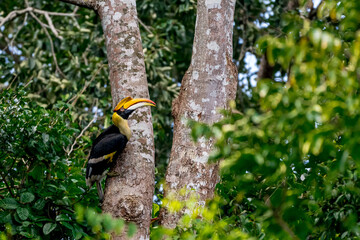 The bill and large hump are yellow. The face is black. The throat is white or yellowish-white. The body is black. The wings are black with a wide yellow stripe running down the middle of the wings. © Pluto Mc