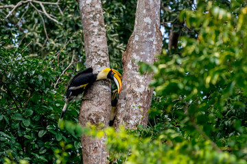 The bill and large hump are yellow. The face is black. The throat is white or yellowish-white. The body is black. The wings are black with a wide yellow stripe running down the middle of the wings. © Pluto Mc