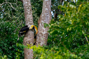 The bill and large hump are yellow. The face is black. The throat is white or yellowish-white. The body is black. The wings are black with a wide yellow stripe running down the middle of the wings. © Pluto Mc