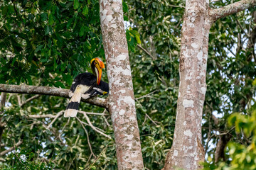 The bill and large hump are yellow. The face is black. The throat is white or yellowish-white. The body is black. The wings are black with a wide yellow stripe running down the middle of the wings. © Pluto Mc