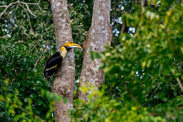 The bill and large hump are yellow. The face is black. The throat is white or yellowish-white. The body is black. The wings are black with a wide yellow stripe running down the middle of the wings. © Pluto Mc