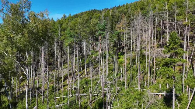 Aerial Drone Flyover of Dead Ponderosa Pine Forest in Black Hills SD