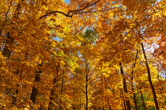 Fall weather outdoor. Leaves in autumn nature forest. Fallen leaves. Seasonal beauty. Autumn nature forest. Orange and yellow fall leaves. Fall season colors. Nature in autumn