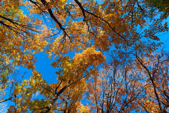Nature in fall season. Autumnal sunny day. Seasonal leaves on tree. Natural autumn leaves. Autumn beauty of nature. Fall season nature. Fall leaves of tree. Golden hour. Autumn tree