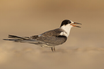 Obraz premium Portrait of a juvenile White-cheeked Tern at Tubli bay, Bahrain